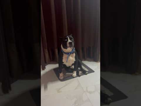 Rocky Pittbul Dog Blue Eye #status #funny #pitbull #shorts #ytshorts #viral