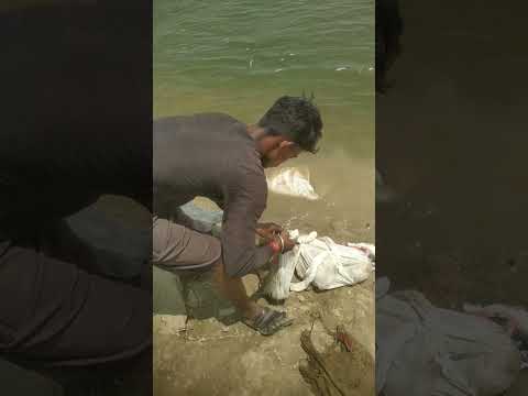 Miss you Dog #shorts #ytshorts #trending