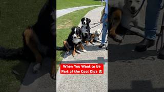 When You Want to Be Part of the Cool Kids 🐶 @TheJessiiShow