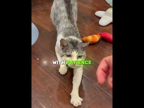 The “Aggressive” Cat Who Just Needed Love 🐱💔➡️❤️ (🎥 @kittyboyandfriends) #shorts #cats #kitten