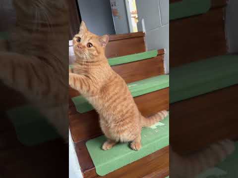 มี๊ไปทำงานก่อนนะส้มๆ #cat #cute #pets #cutecat #แมว #funnycats #แมวถังแก๊ส #kitten #funny #kitty