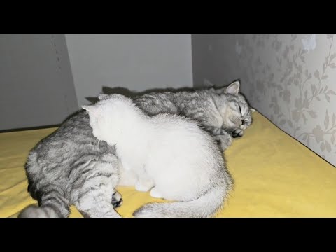 Dad the cat sleeps at night and purrs when the kittens eat