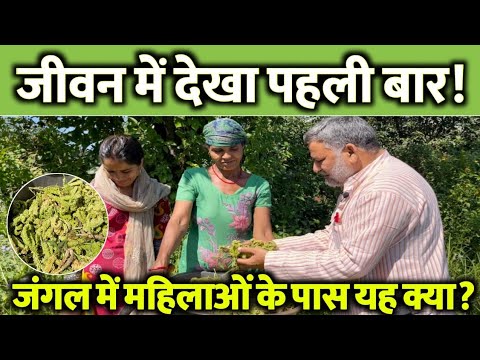 जंगल में क्या कर रही थी महिलाएं? जीवन में देखा पहली बार! हिमालय की गोद में अद्भुत नजारा। At Himalaya