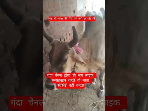 यह गौ माता मेरे पैरों को क्यों छू रही थी#100millon #cow #motivation #13million #gaumata