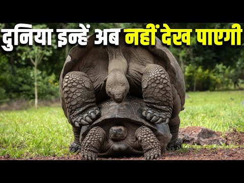 जल्द ही ये कछुए विलुप्त होने वाले हैं| 10 Critically Endangered Turtle Species| Animals Vines