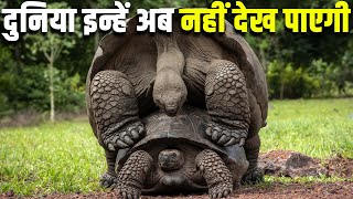 जल्द ही ये कछुए विलुप्त होने वाले हैं| 10 Critically Endangered Turtle Species| Animals Vines