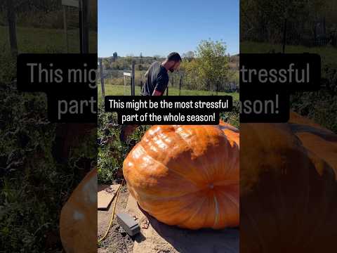 This Is How We Lift a 2000 lb GIANT Pumpkin 🚜🎃