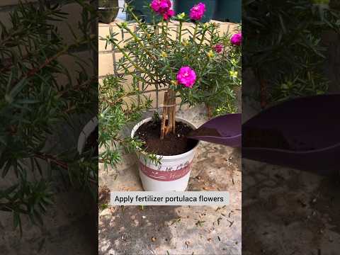 Apply fertilizer portulaca flower 🌱 #shorts #plants #floweringplant #gardening #viralvideo