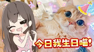 【視奸貓貓台】生日快樂喵！目目咁快已經老過我😭🎊