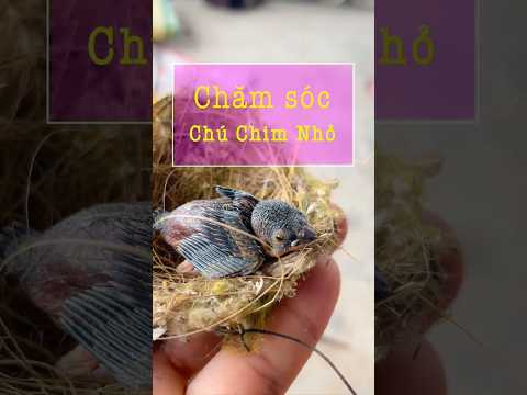 Mình đã nhận chăm sóc chú chim bé xíu này - Chú chim mà tuổi thơ nuôi bao nhiêu cảm xúc.