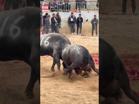 Bullfighting enthusiasts are always prosperous  89
