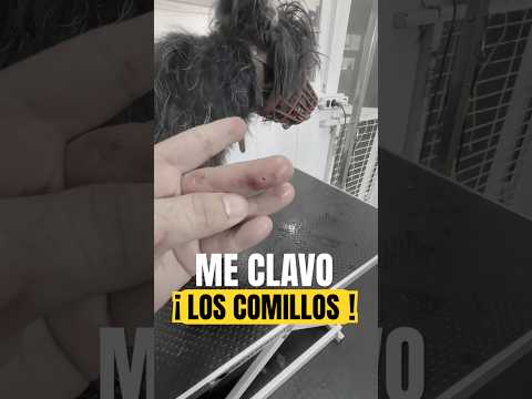 No lo vi venir… ¡ES MUY AGRESIVA!🚨 #shorts #victorthegroomer
