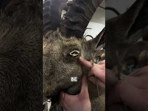 How Taxidermy Turns Nature Into Art (@pervanchuk_ivan)