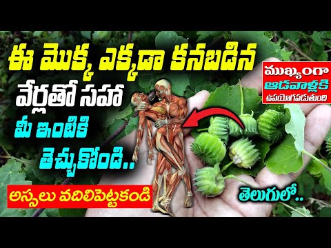 ఈ మొక్క ఎక్కడ కనపడినా అసలు వదలకండి.. బంగారం కంటే విలువైనది || atibala chettu uses @KSKHome