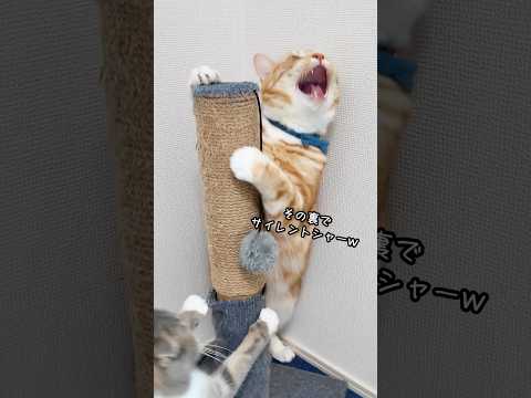 猫の動画サムネイル - 運動しない猫vs謎のおもちゃでお縄に🤣🤣🤣 #猫