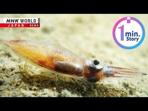 The final act of the firefly squid in Toyama BayーNHK WORLD-JAPAN NEWS