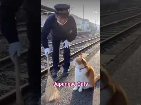 japanese train cats #kawaii #cat #japan #cute #funny #fun #kpop #viral #viralvideos #viralshorts
