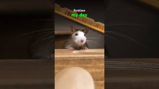 Rottien My Day