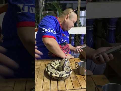 ตกใจหมดเลย!! Snake ￼
