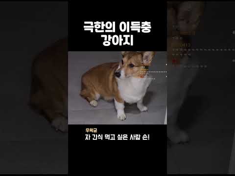 극한의 이득충 강아지