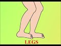 Understanding Human Anatomy: Legs
