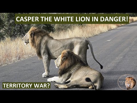 The Fall of a King? Casper the White Lion Faces Elimination by Territorial Rivals