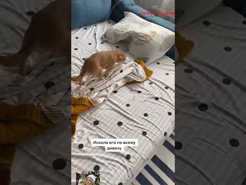 kaka  #собака #chiuahua #funnyanimal #собака #pets #chichichihuahau #cute #chihua #yourcat