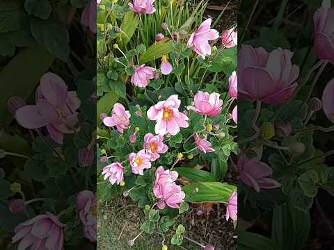 25.10秋明菊も綺麗でした🎵✨飛行機✈🥲🙏