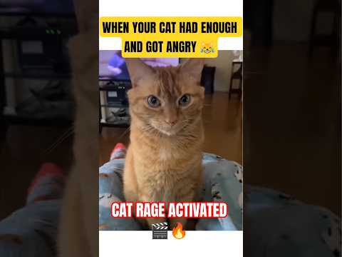 I Combined 3 Cat Videos... CHAOS GUARANTEED 🤣 #cat #cats #catfails