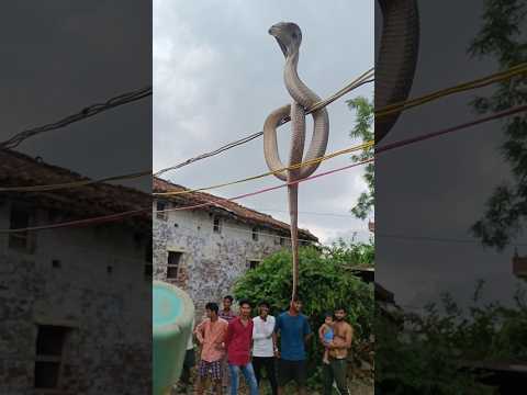 यूट्यूब पर पहली बार ऐसा विडियो आया#viral shiv tandav with cobra #trending