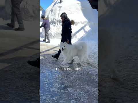 That’s why you shouldn’t have polar bears as pets #dog #samoyed