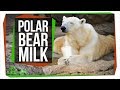 Understanding Polar Bear Milk