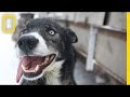 Dog Sledding Insights and Trivia