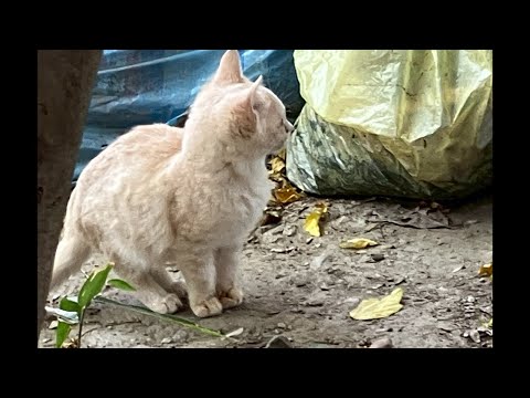 Your Super Chats are saving the lives of cats.