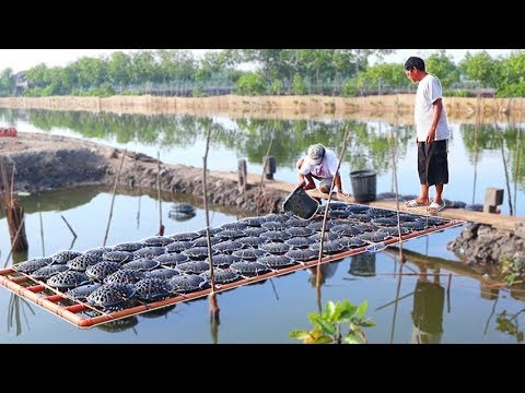 MUD CRABS & MILK FISH FARMING | How to become successful in raising  MUD CRABS & MILKFISH