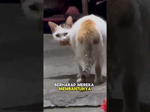 Induk kucing menangis saat menyadari anak-anaknya sudah tidak ada ditempatnya🥺❤️