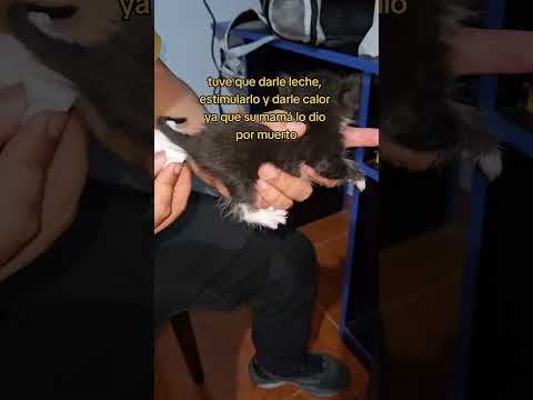 Michito amaneció frío y sin moverse 💔🥺 oren por el