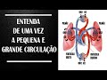 Circulação e Estruturas do Coração
