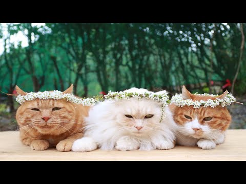 猫の動画サムネイル - 雪柳の花冠　のせ猫　2025　250507