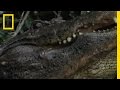 Alligator Mating Behavior and Communication