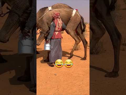 لو الناقة ماهي معقله ما قدر يحلبها