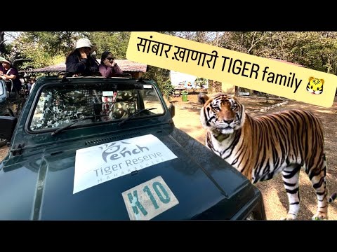 नुस्ते खातात आणि झोपतात । Pench Tiger Reserve । Kursapar Gate । Nagpur