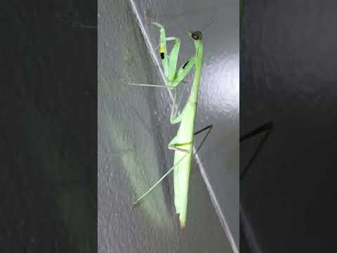 Mantis #naturesounds #nature #happy #peast #birds #birdsong #birdsounds #animals #mantis