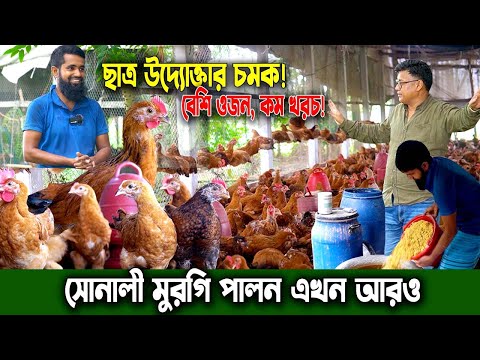 ৪৬ দিনে ওজনদার সোনালী মুরগি! ছাত্র উদ্যোক্তার ফারমেন্টেড ভুট্টা পদ্ধতি  হিটস্ট্রোক ছাড়াই লাভের খামার