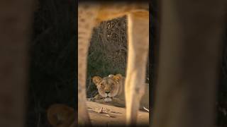 Her First Leap Changed Everything #animalinstinct #wildlifeshort #bigcats #survivalskills #hunting