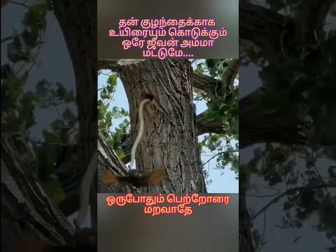 உனக்காக உயிரை கொடுக்கும் தாயை விட சிறந்த கோவில் எதுவும் இல்லை