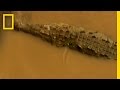 Crocodile Capture Techniques and Challenges