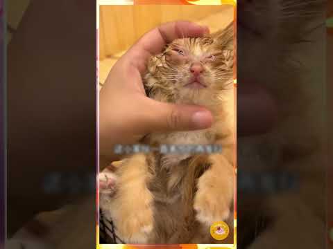 Hãy Giúp Đỡ Chú Mèo Này Cùng Cô Gái Nhé! #shorts