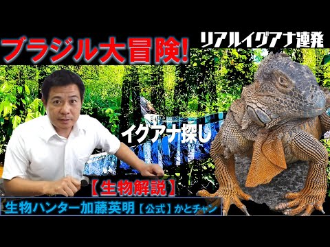 アマゾン大冒険!アマゾン編グリーンイグアナ Green Iguana 生物解説!生物ハンター加藤英明【公式】かとチャン