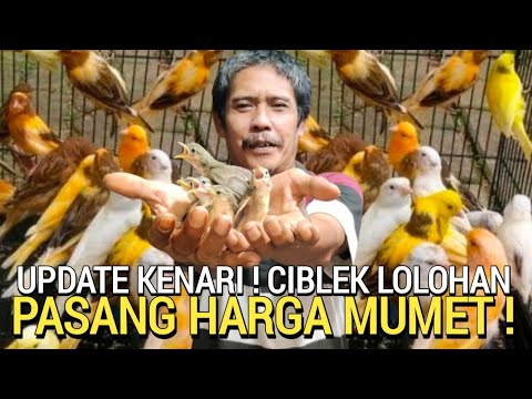 BURUNG MURAH ! ANAKAN BURUNG KENARI ANIS MERAH PERKUTUT PASAR BURUNG PRAMUKA HARI INI KIOS BAJANG